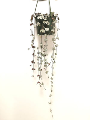 Ceropegia Woodii - String of Hearts Silver Glory Hanging Basket