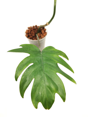 Philodendron Tahiti