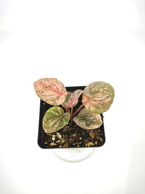 Peperomia Pink Lady P