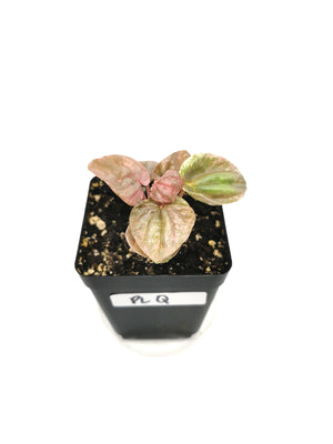Peperomia Pink Lady Q