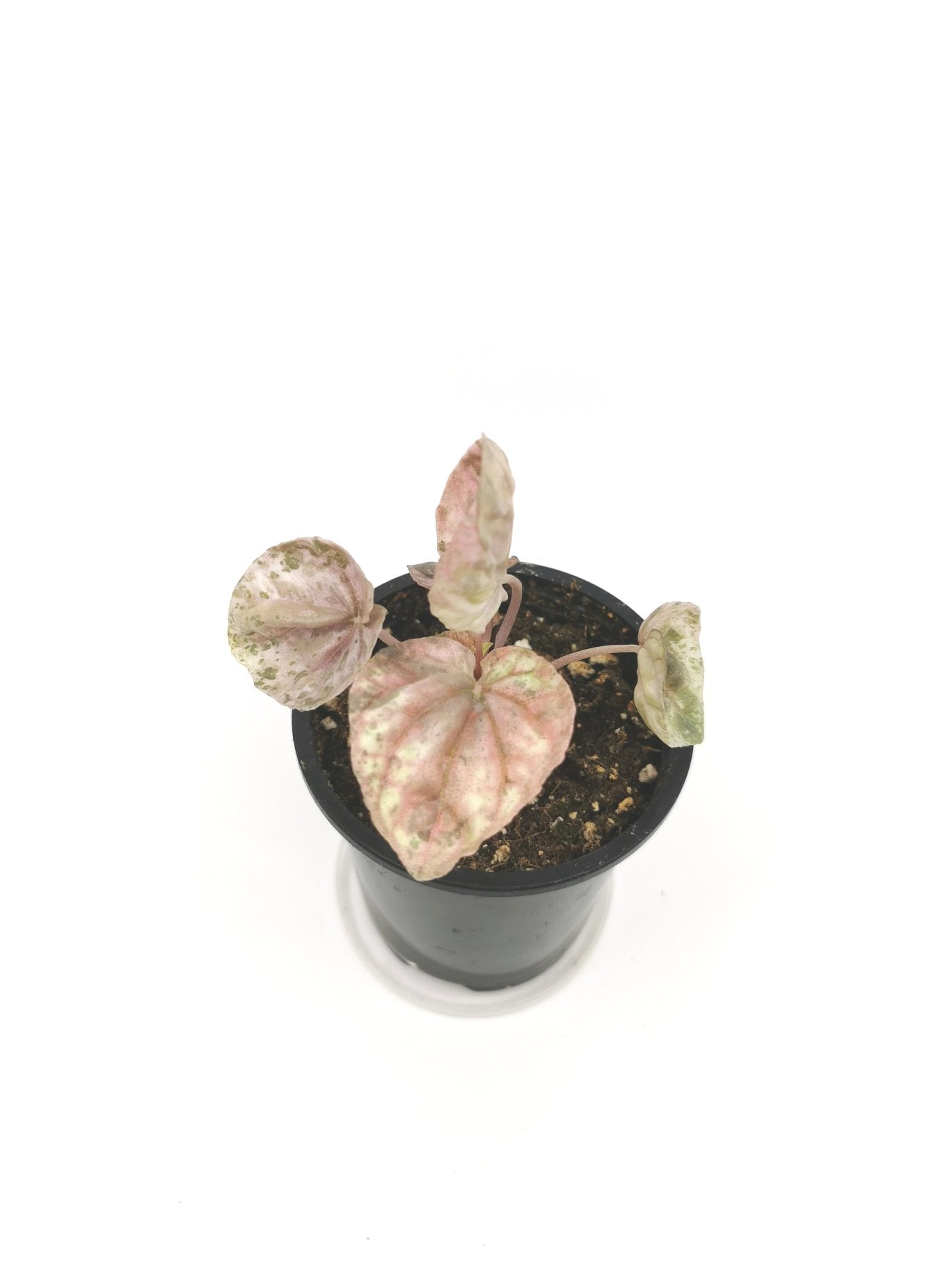 Peperomia Pink Lady S