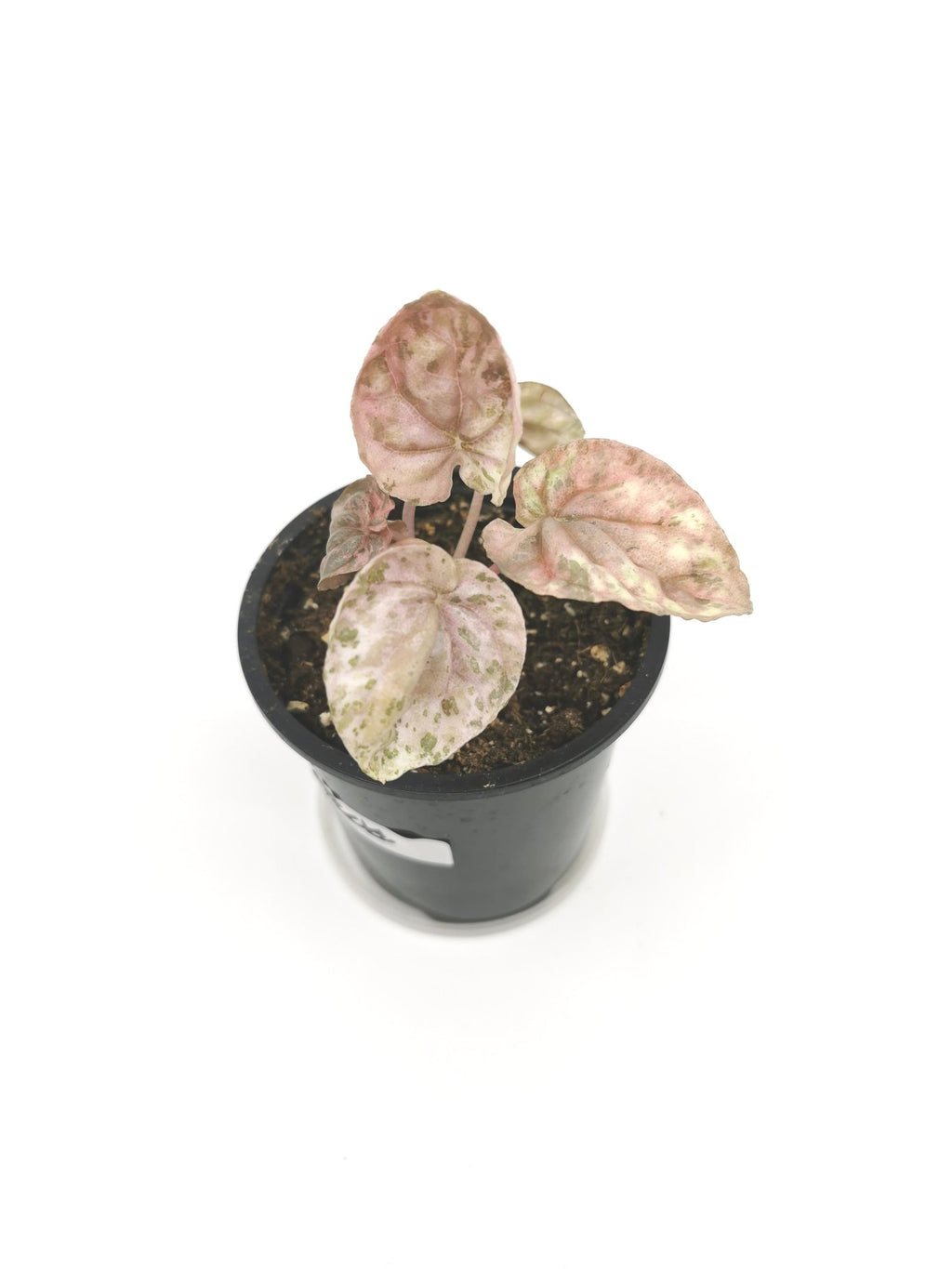 Peperomia Pink Lady S