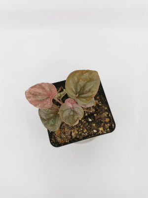 Peperomia Pink Lady H