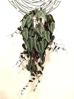 Begonia Rex Cissus Discolor