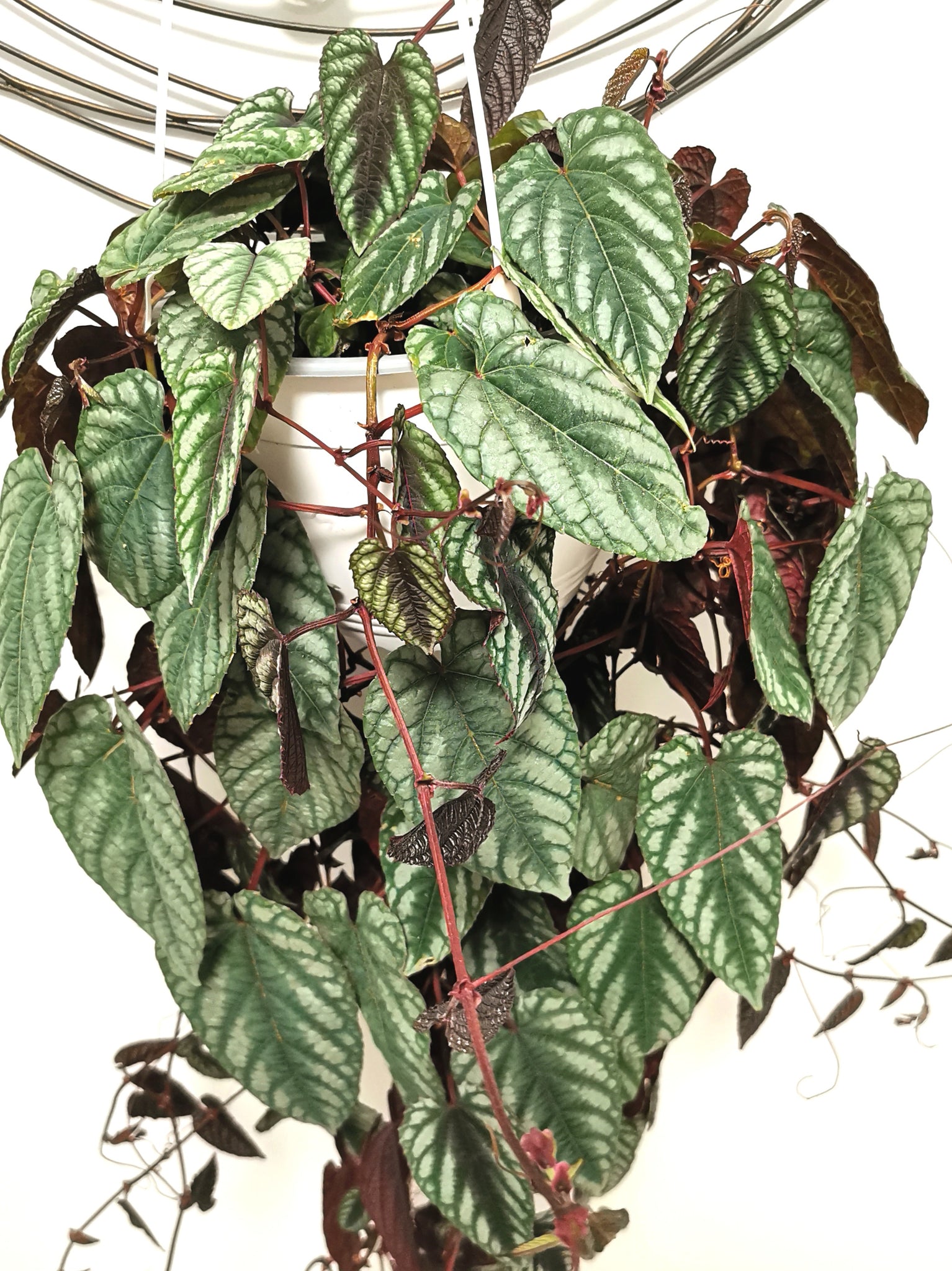 Begonia Rex Cissus Discolor
