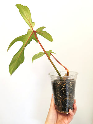 Philodendron Florida (Pedatum x Squamiferum) 1