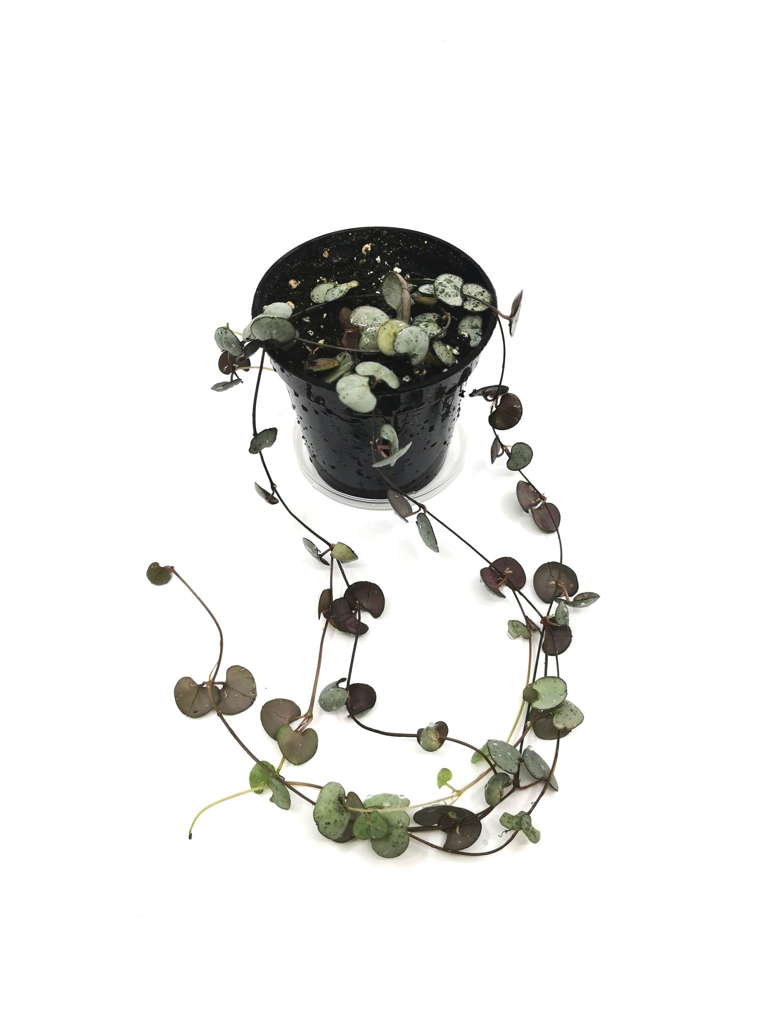 Ceropegia Woodii - String of Hearts Silver Glory