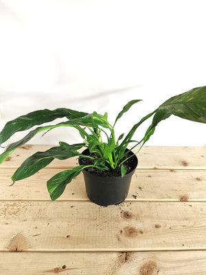 Spathiphyllum Domino / Variegated Peace Lily
