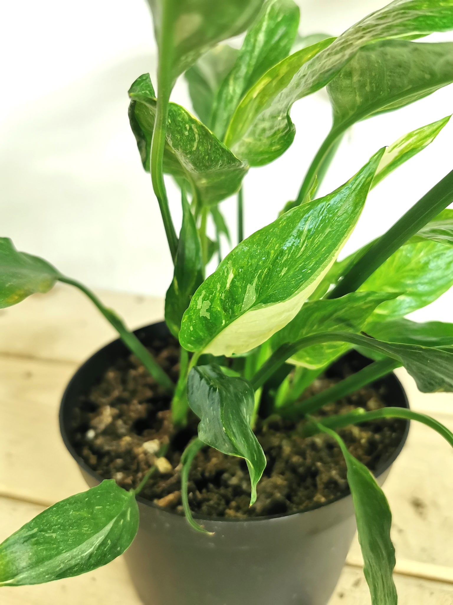 Spathiphyllum Domino / Variegated Peace Lily