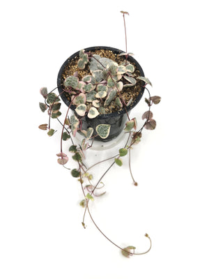 Ceropegia Woodii - Variegated String of Hearts