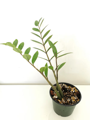 ZZ Akebono Plant