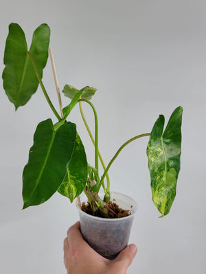 Philodendron Burle Marx Variegated "A1"