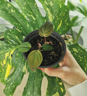 Philodendron Micans (Small)